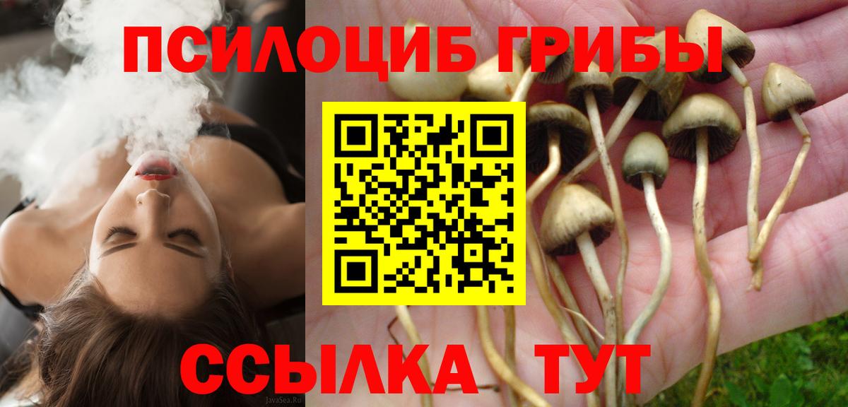 Новошахтинск  Галлюциногенные грибы Cubensis  Вход с VPN 